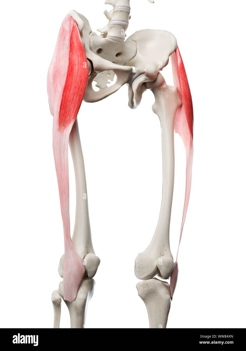 Tensor fascia lata muscle, illustration Stock Photo