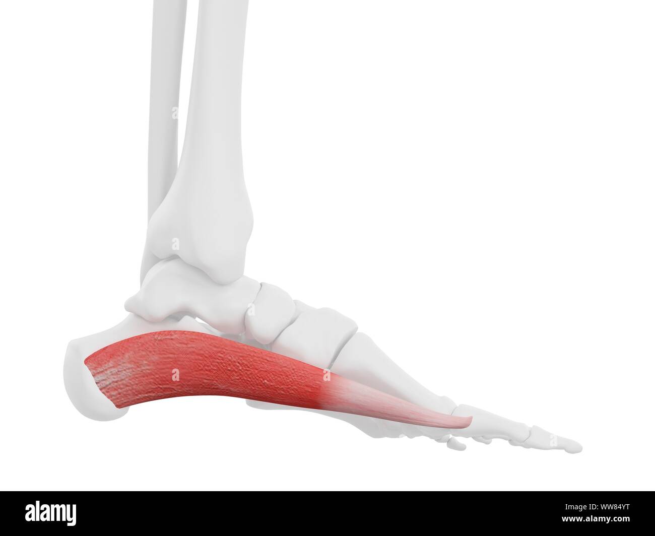Abductor Hallucis High Resolution Stock Photography and Images - Alamy