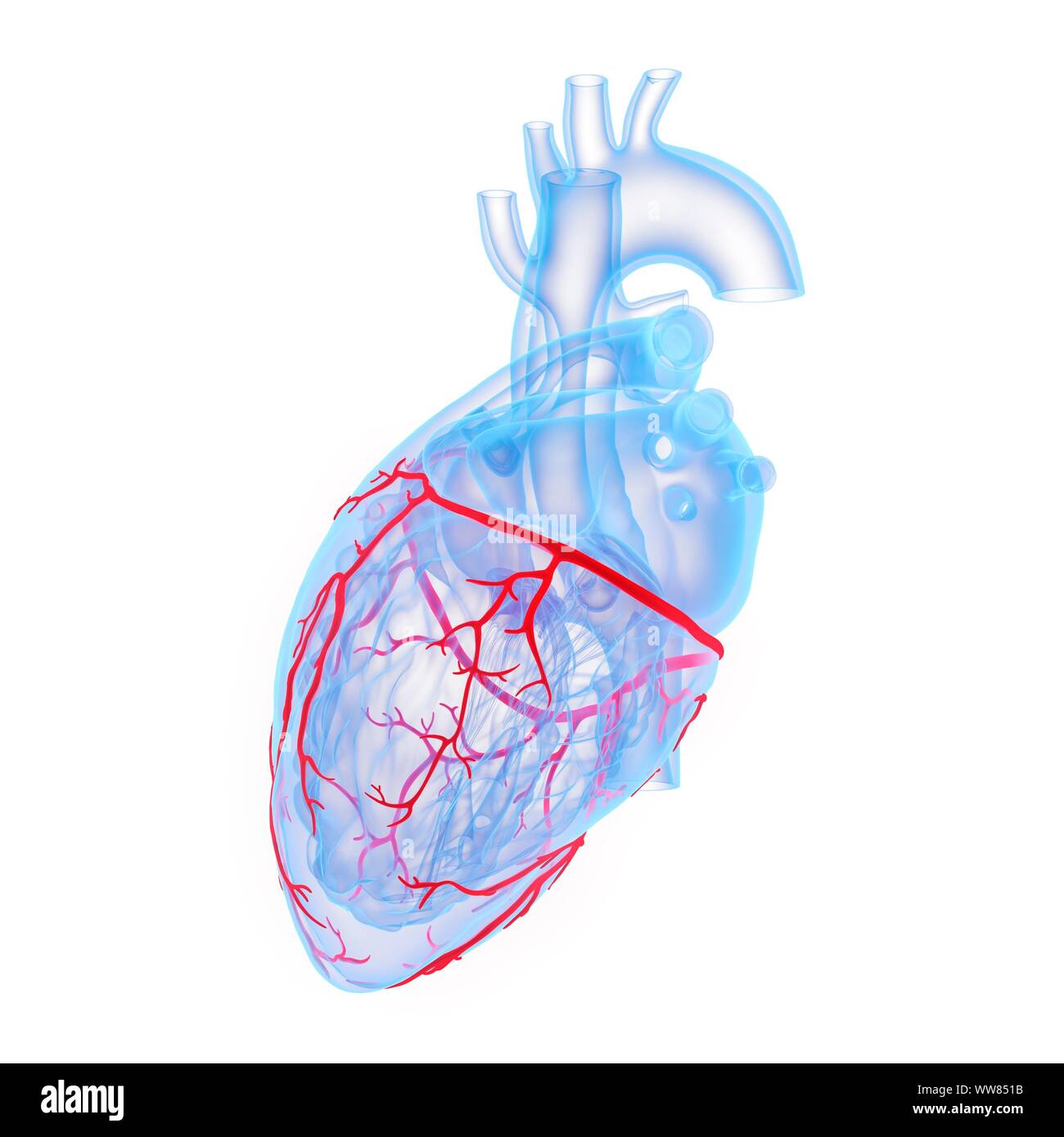 Coronary blood vessels, illustration Stock Photo - Alamy