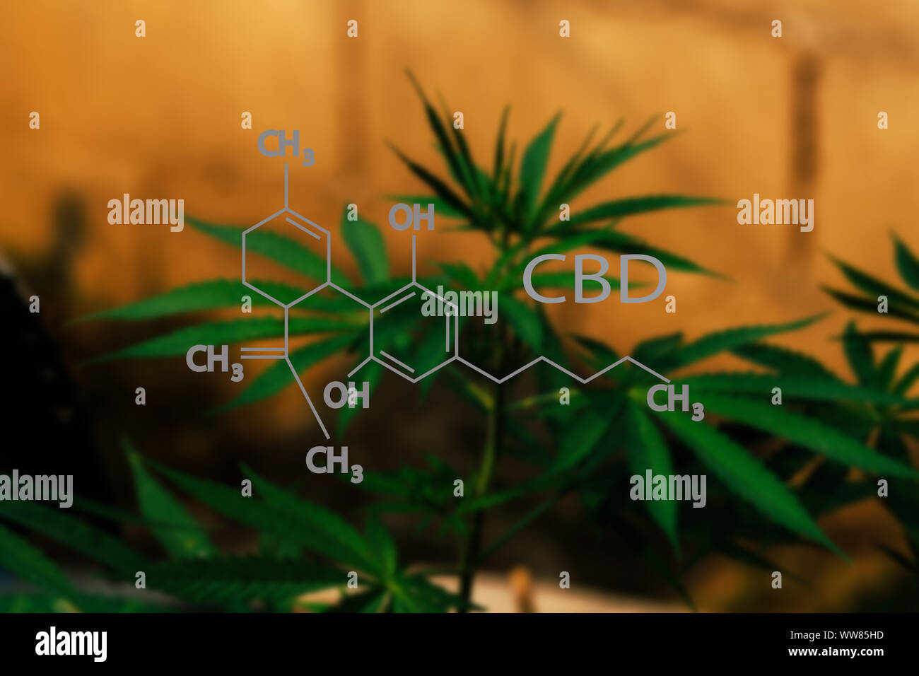 CBD Structural Formula, Cannabis Industry, Growing Marijuana, Ph Stock Photo