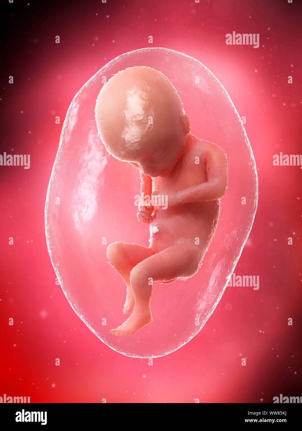 Week 17 Pregnancy week 17 hi-res stock photography and images - Alamy