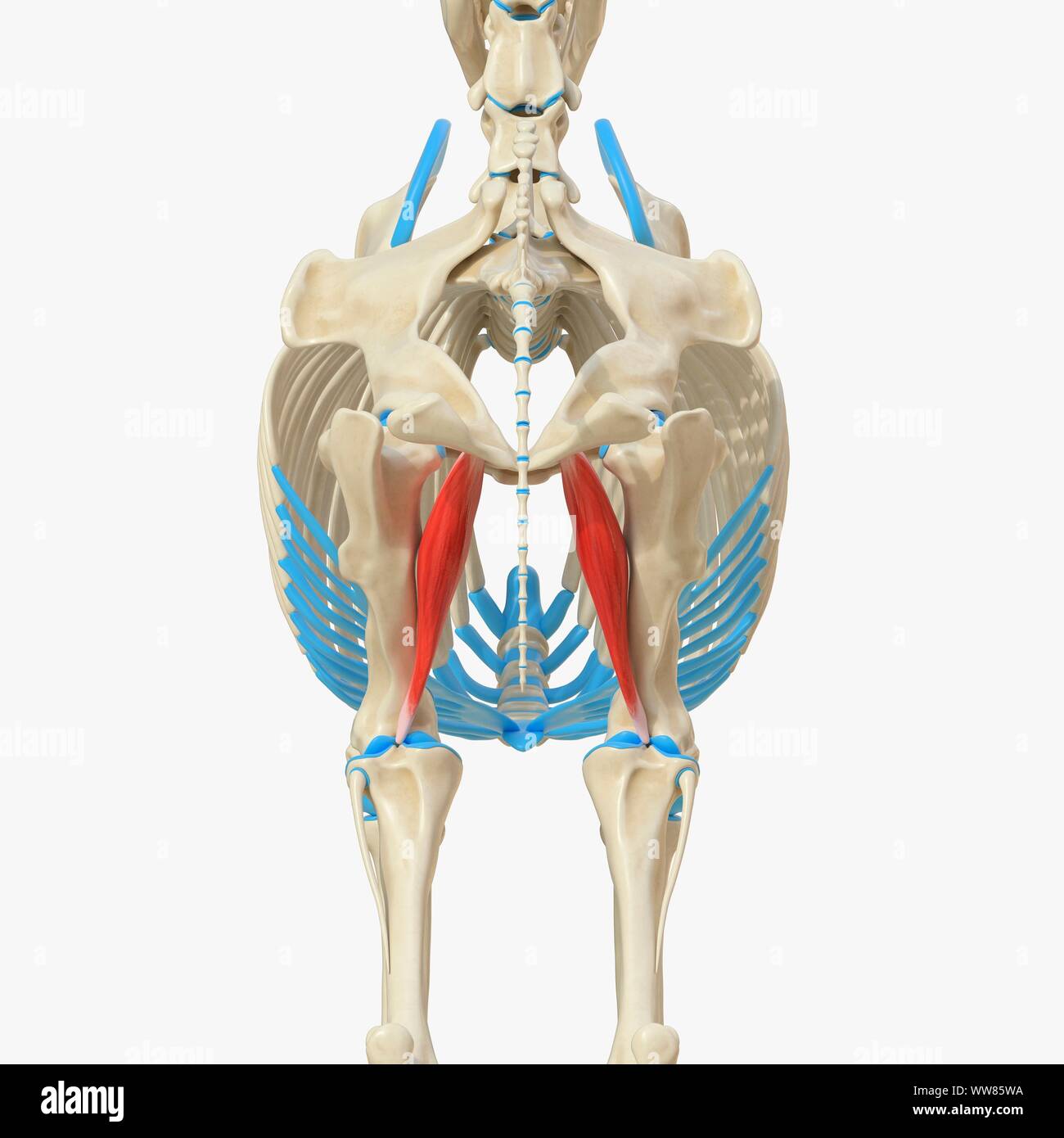 Horse adductor muscle, illustration Stock Photo Alamy