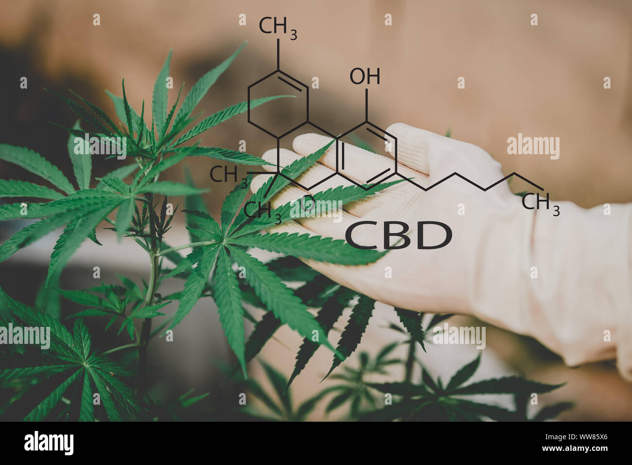 CBD Structural Formula, Cannabis Industry, Growing Marijuana, Ph Stock Photo