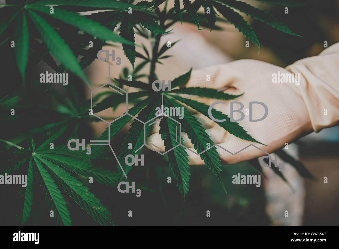 Formulation of the CBD industry, cannabis industry, growth of ca Stock Photo
