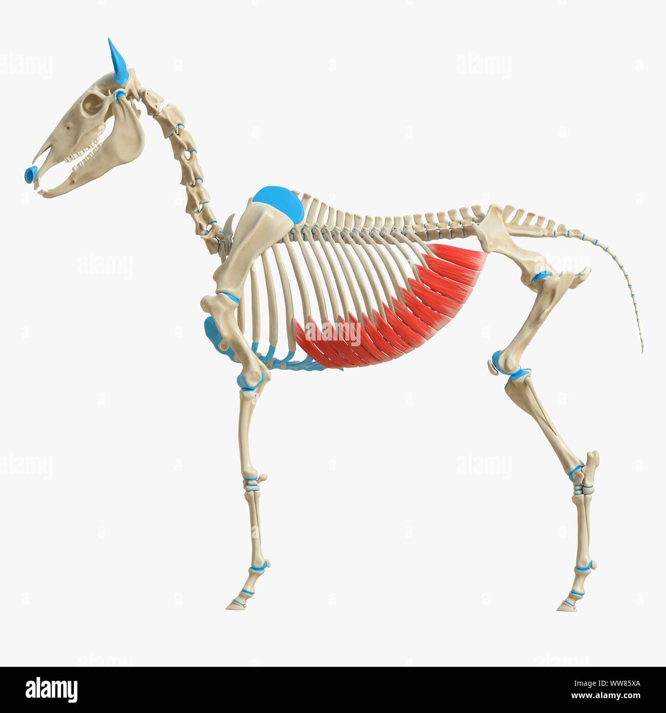 Horse external abdominal oblique muscle, illustration Stock Photo Alamy