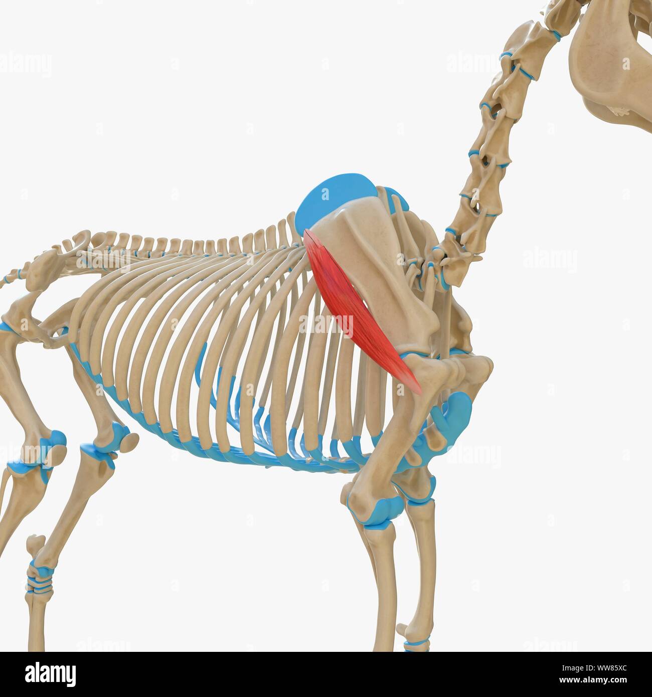 Horse deltoideus muscle, illustration Stock Photo