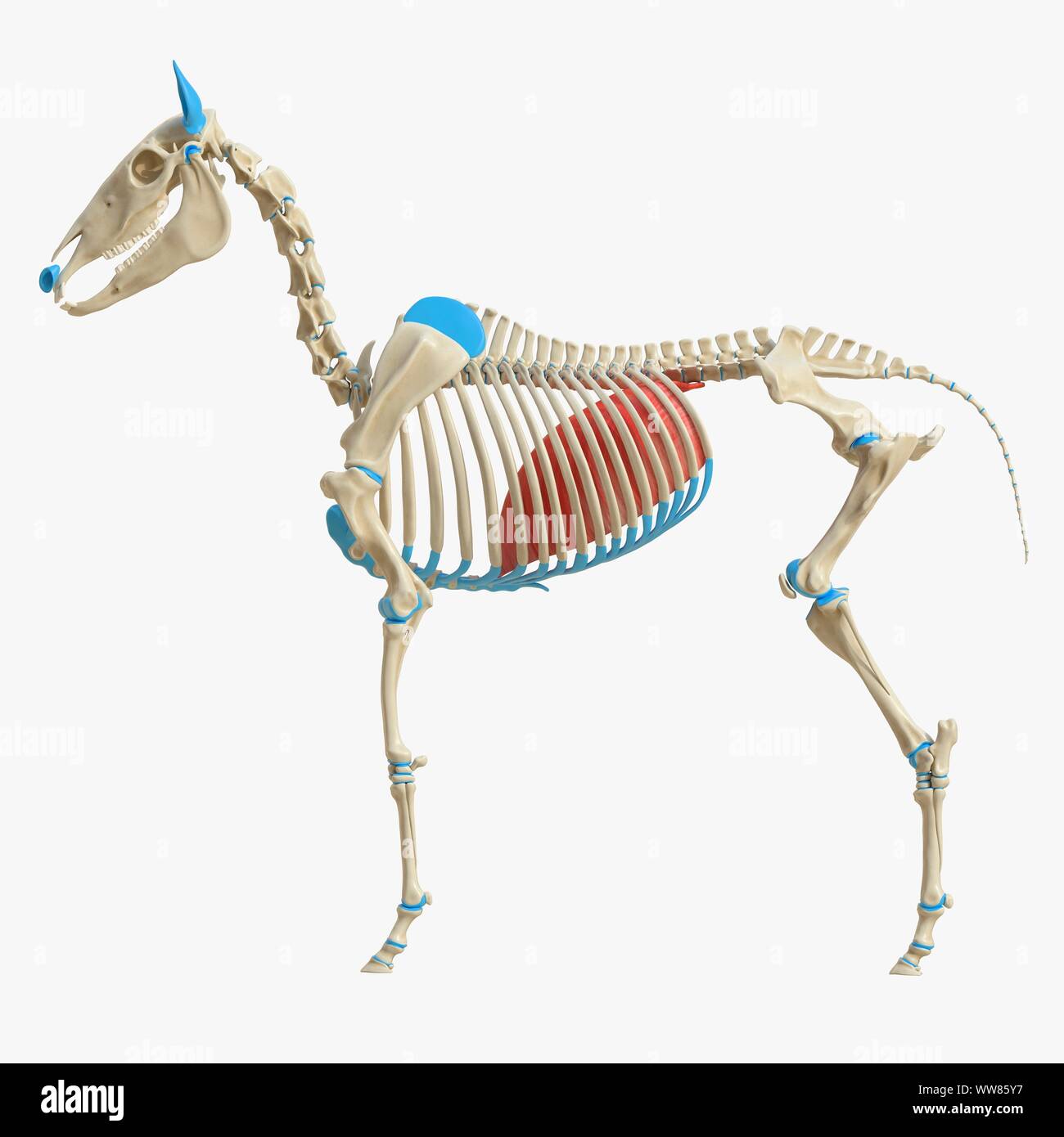 Horse diaphragm, illustration Stock Photo