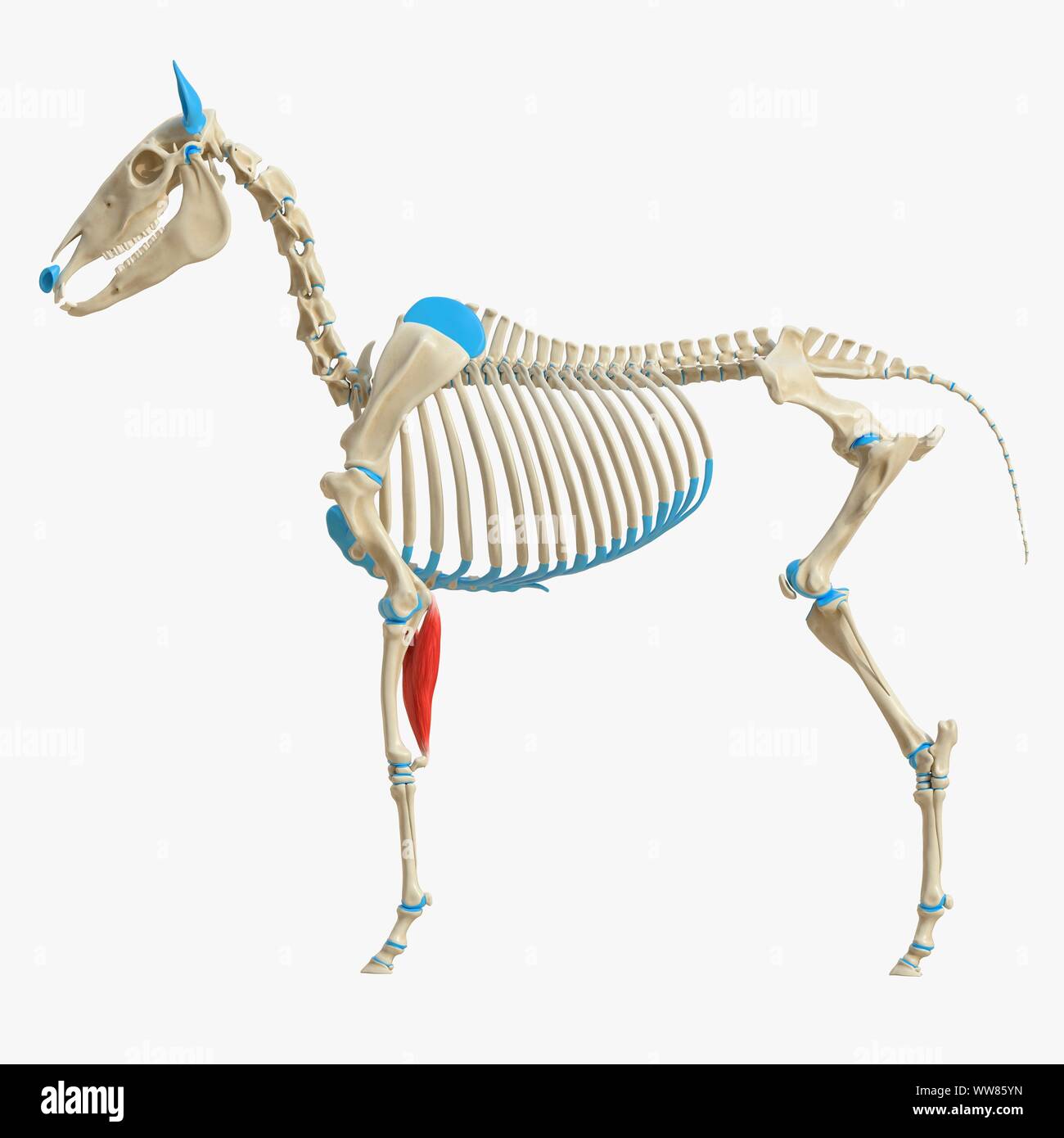 Horse flexor carpi ulnaris muscle, illustration Stock Photo