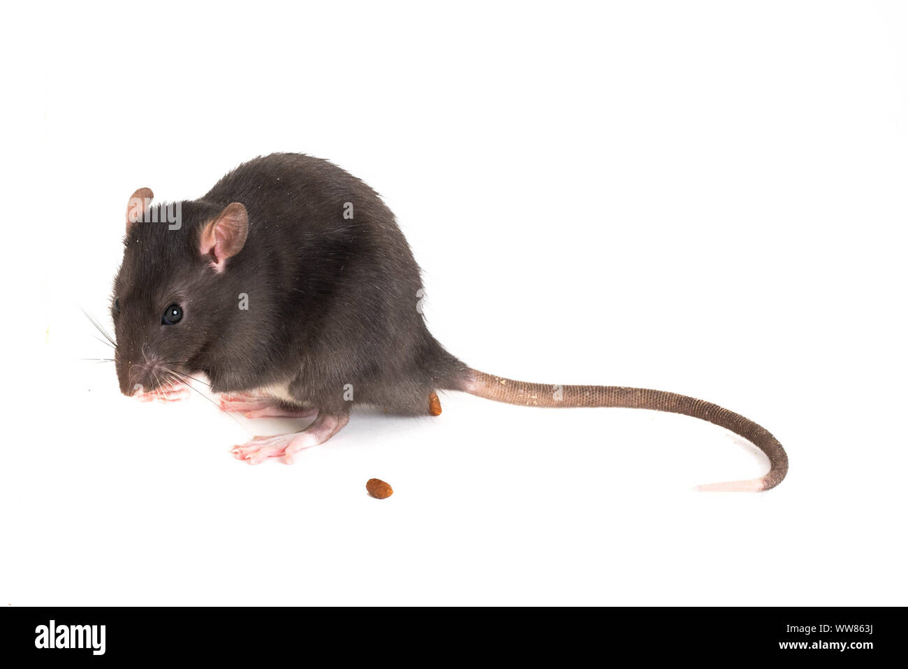 Cute little rat, scared and laying excrements Stock Photo - Alamy