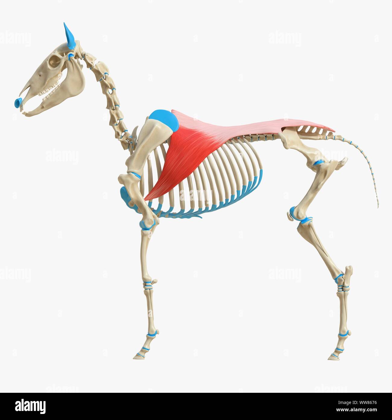 Horse latissimus dorsi muscle, illustration Stock Photo Alamy