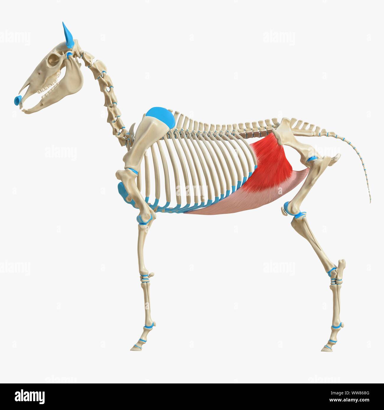 Horse obliquus internus abdominis muscle, illustration Stock Photo Alamy