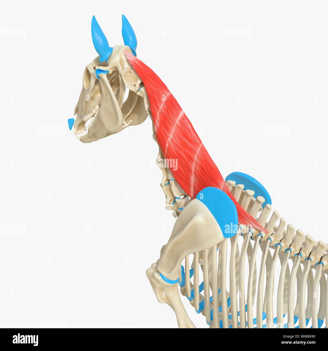 Semispinalis Capitis High Resolution Stock Photography And Images Alamy