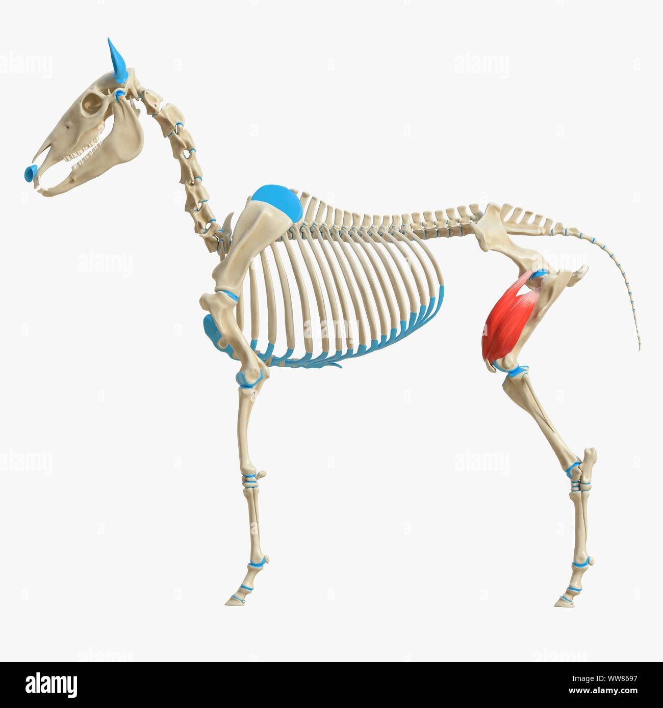 Quadriceps femoris horse hires stock photography and images Alamy