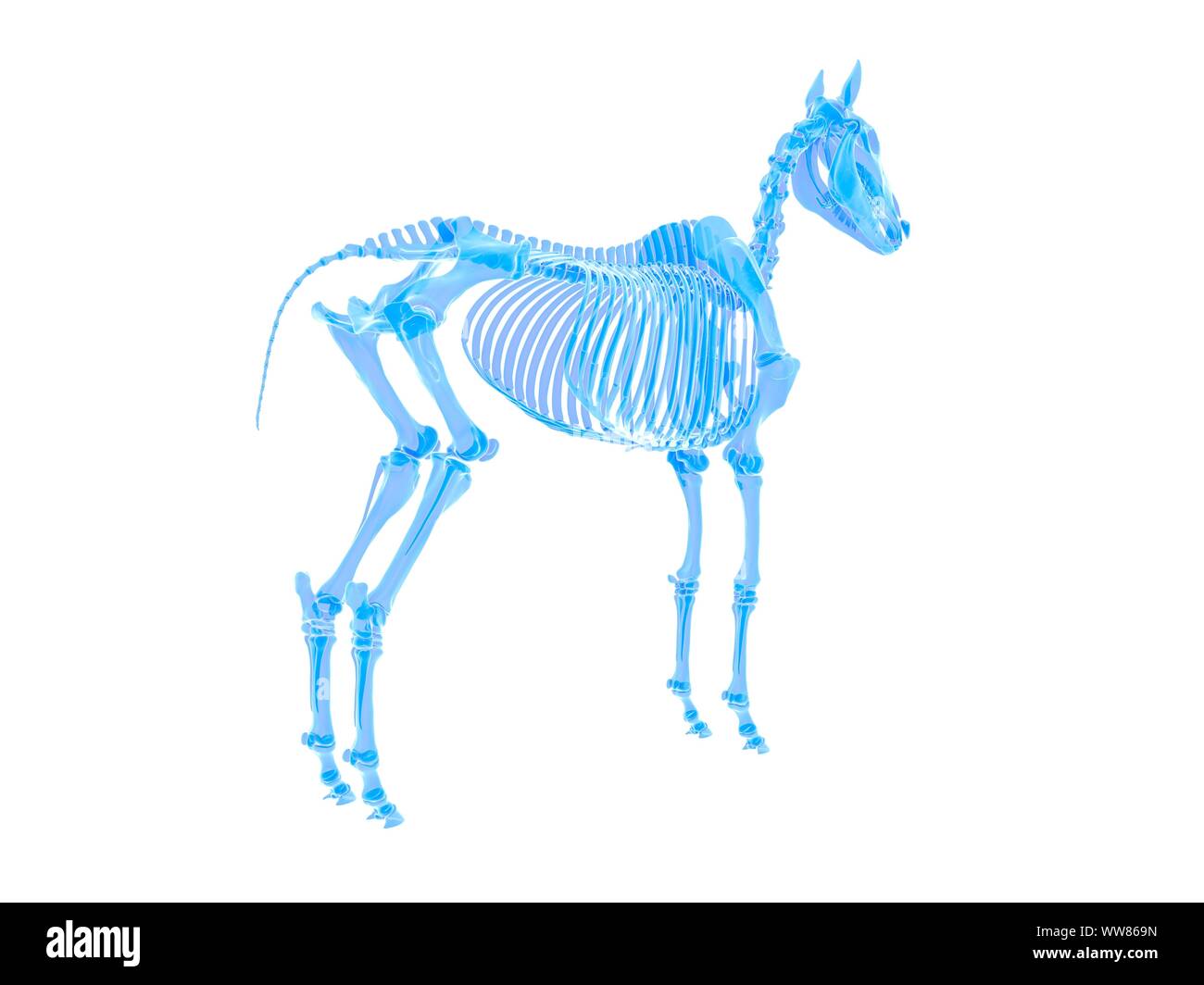 Horse skeleton, illustration Stock Photo
