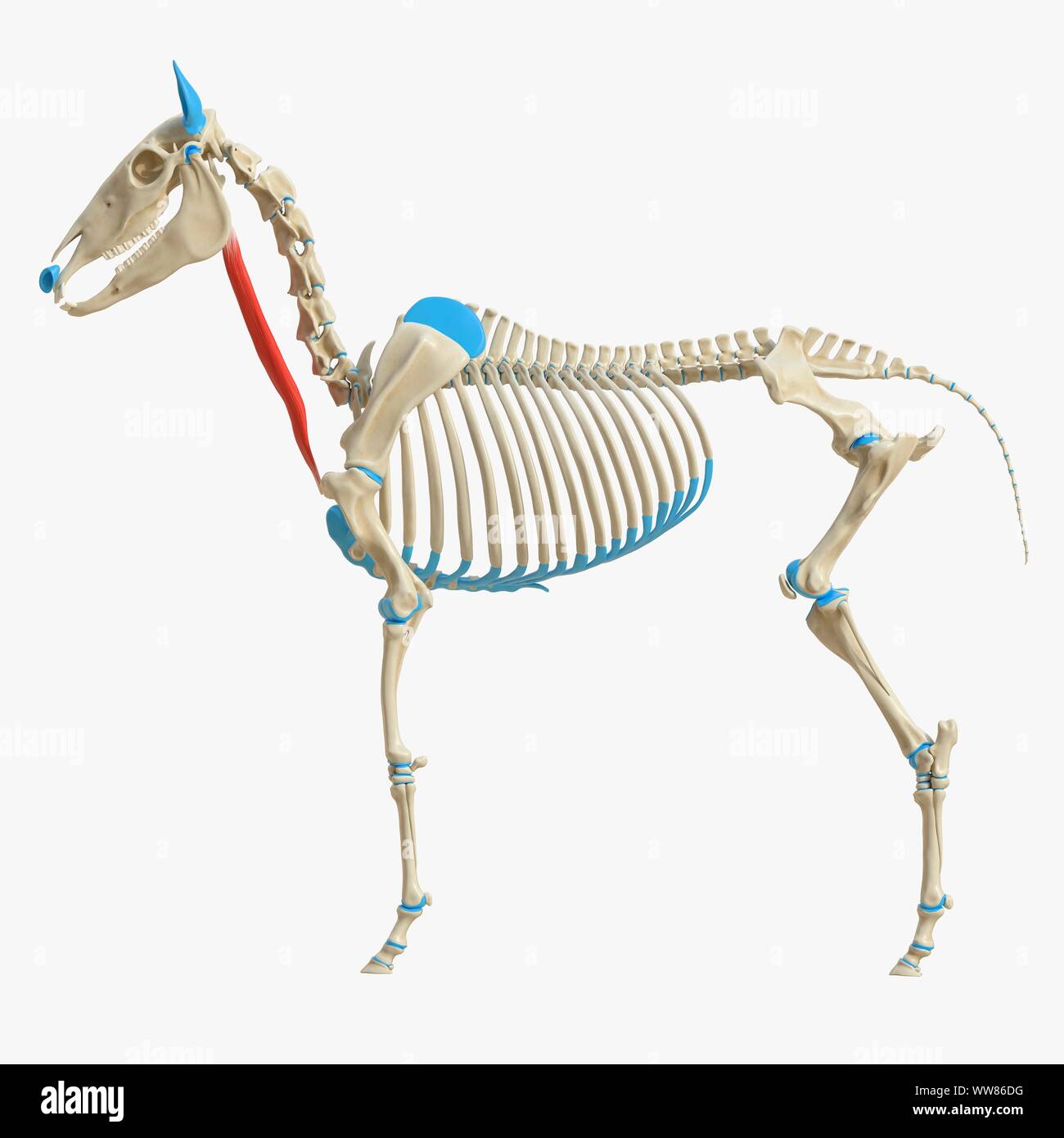 Horse sternocephalicus muscle, illustration Stock Photo - Alamy