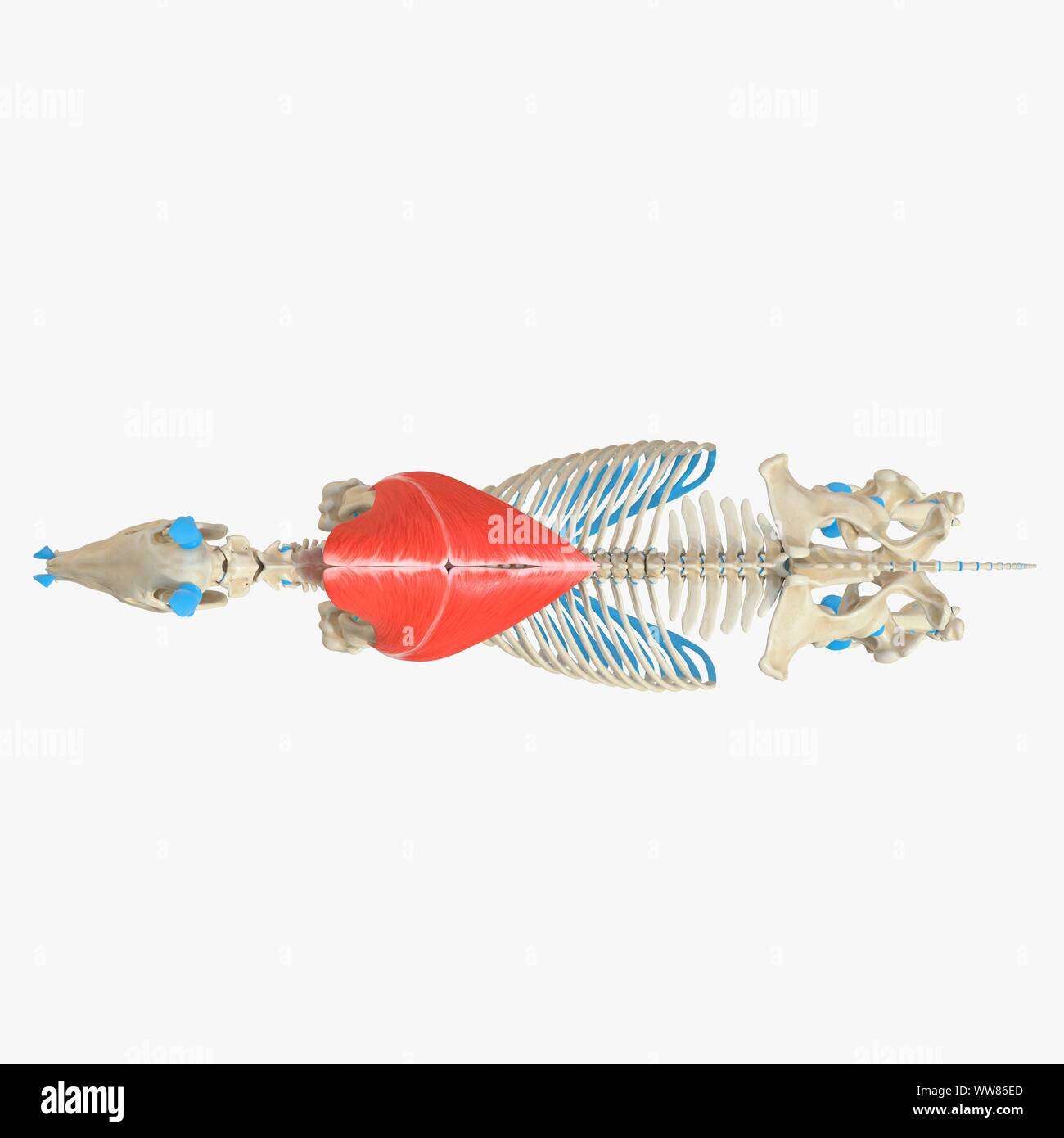 Horse trapezius muscle, illustration Stock Photo Alamy