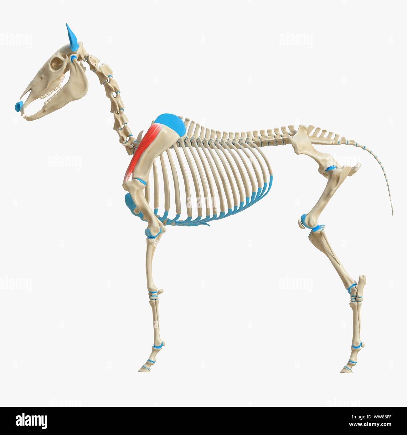 horse-supraspinatus-muscle-illustration-stock-photo-alamy