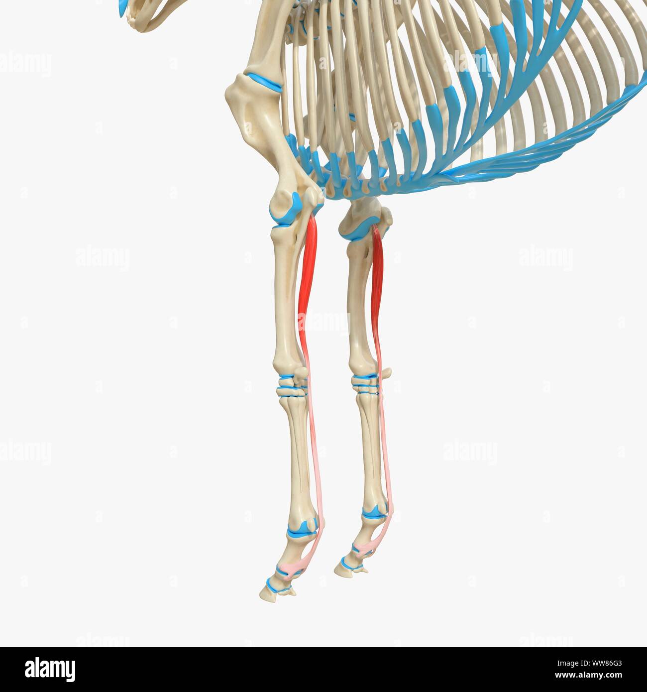Horse superficial digital flexor muscle, illustration Stock Photo