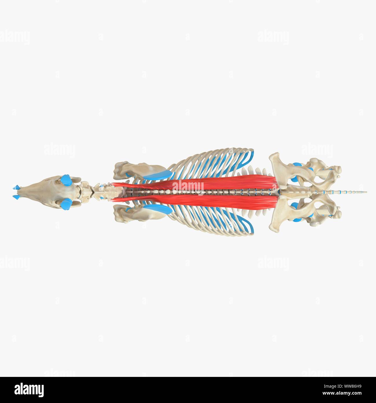 Horse spinalis muscle, illustration Stock Photo