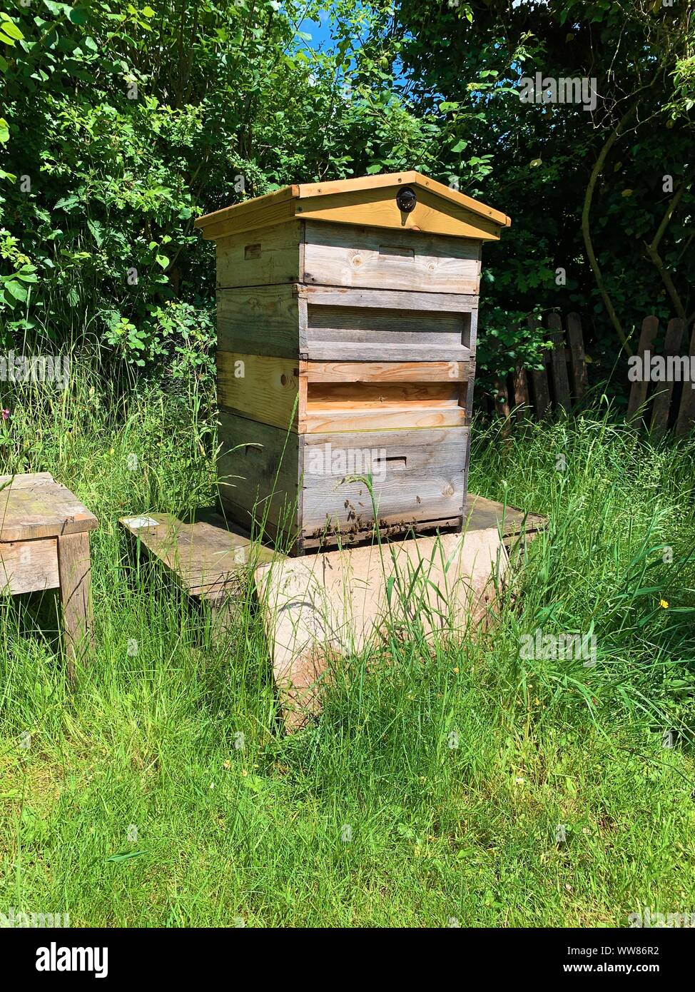 Beehive apis mellifera hi res stock photography and images Alamy