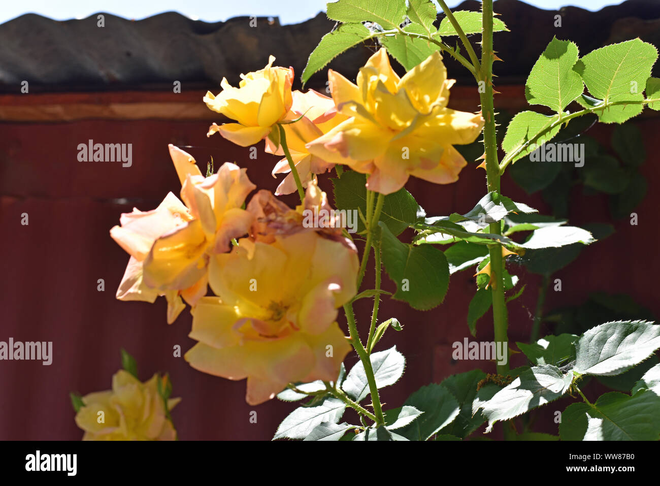Yellow Roses Stock Photo
