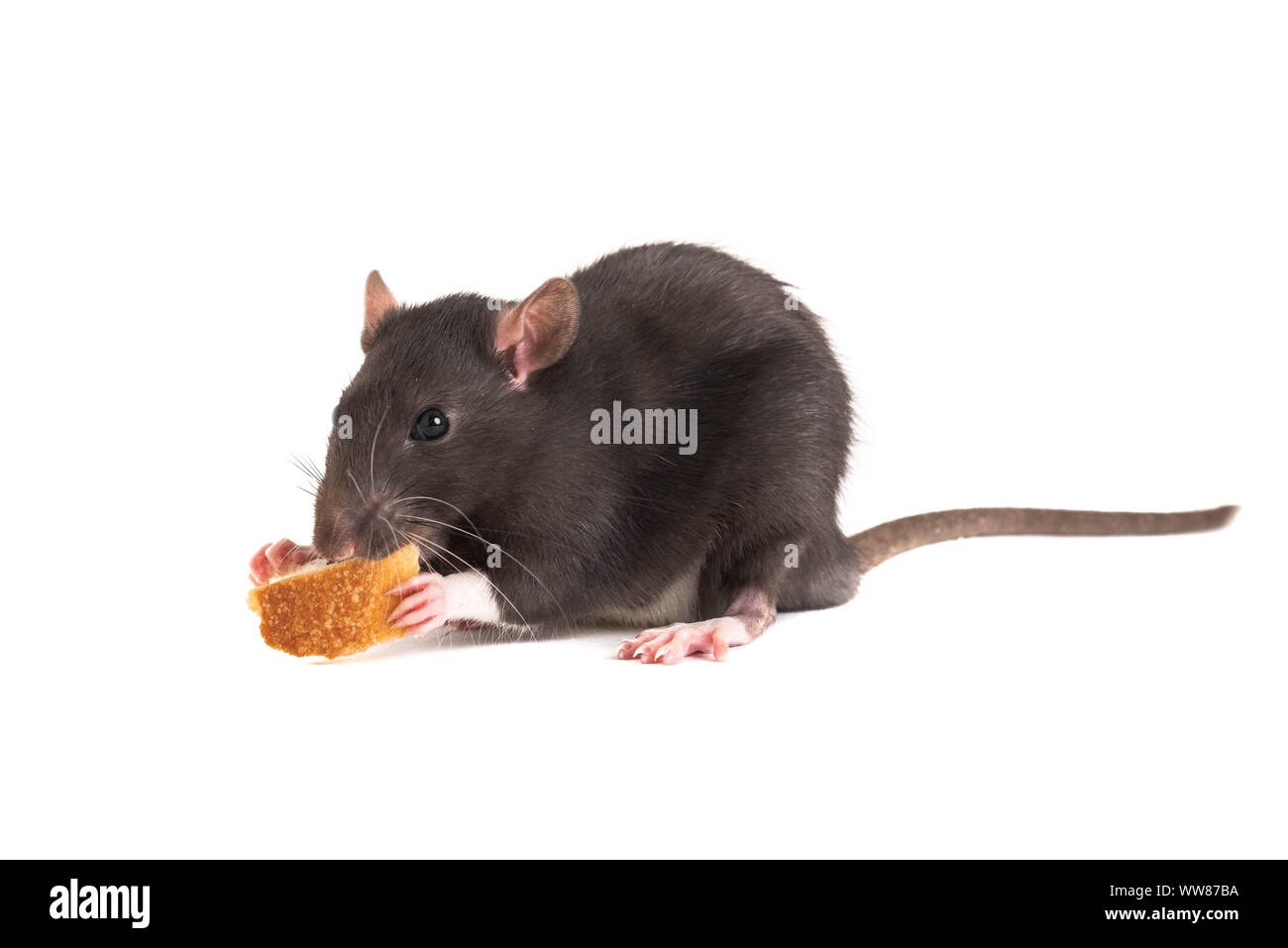 Cute gray rat o eating white bread Stock Photo Alamy