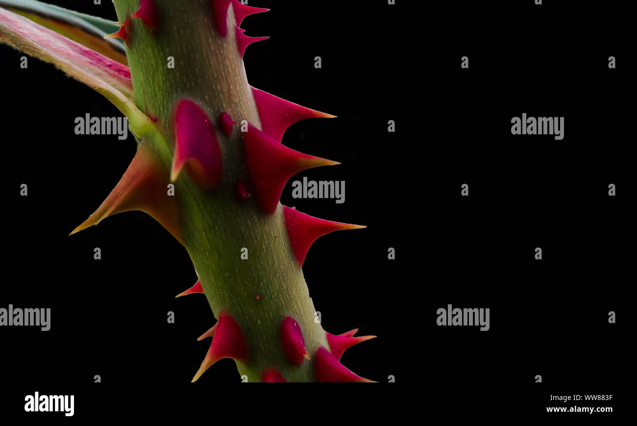 Rose thorn pain hires stock photography and images Alamy