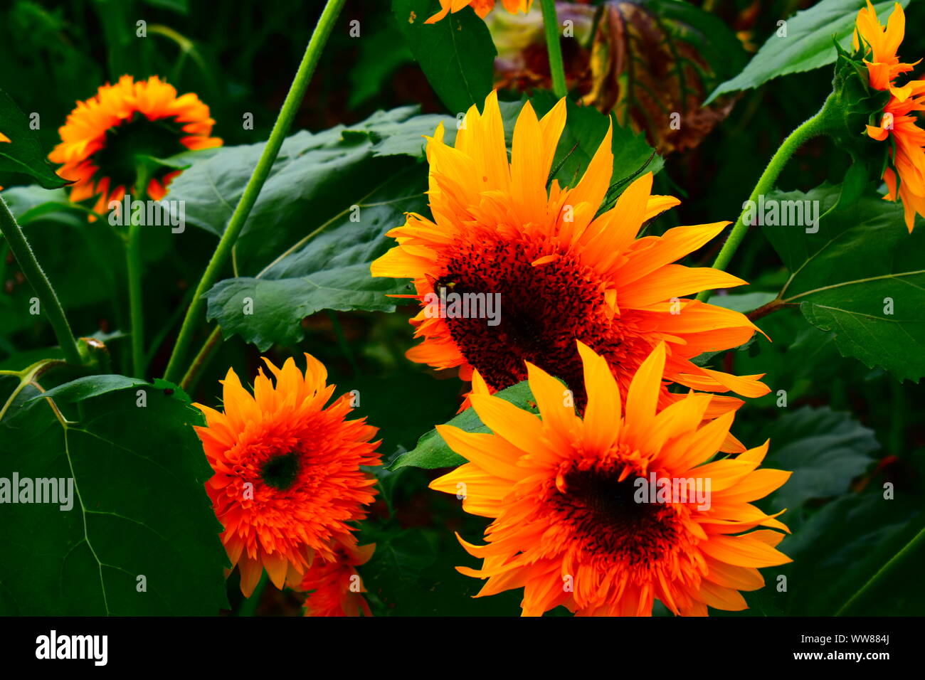 sunflowers on a sunflower farm Stock Photo Alamy
