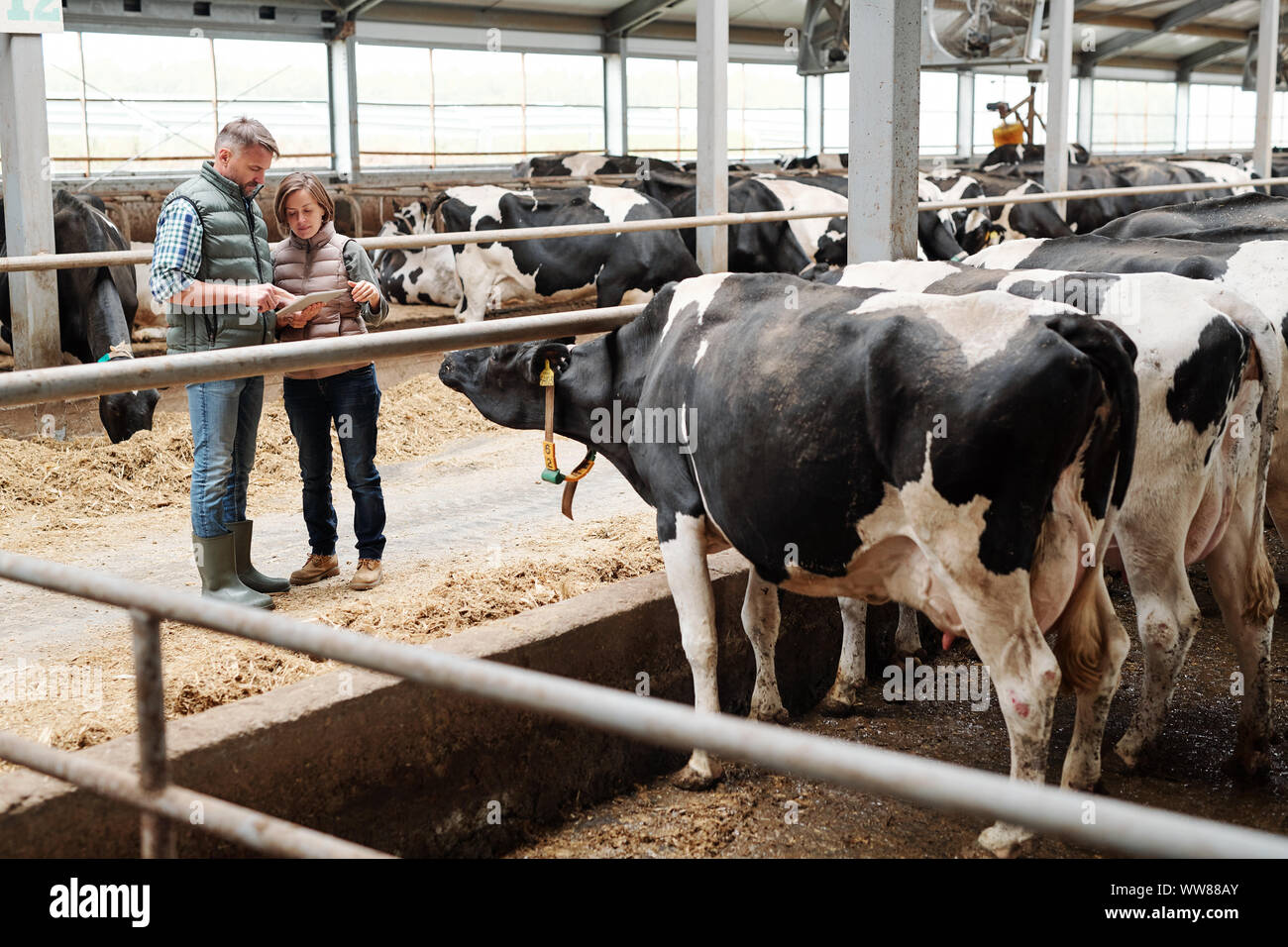 Two workers of dairy farm scrolling through online offers of food for