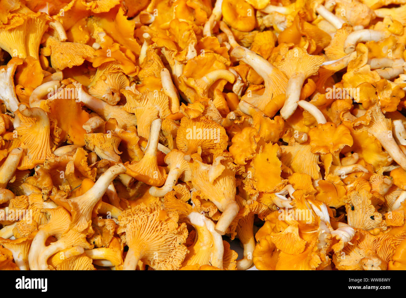 Background of orange Chanterelle mushrooms Stock Photo Alamy