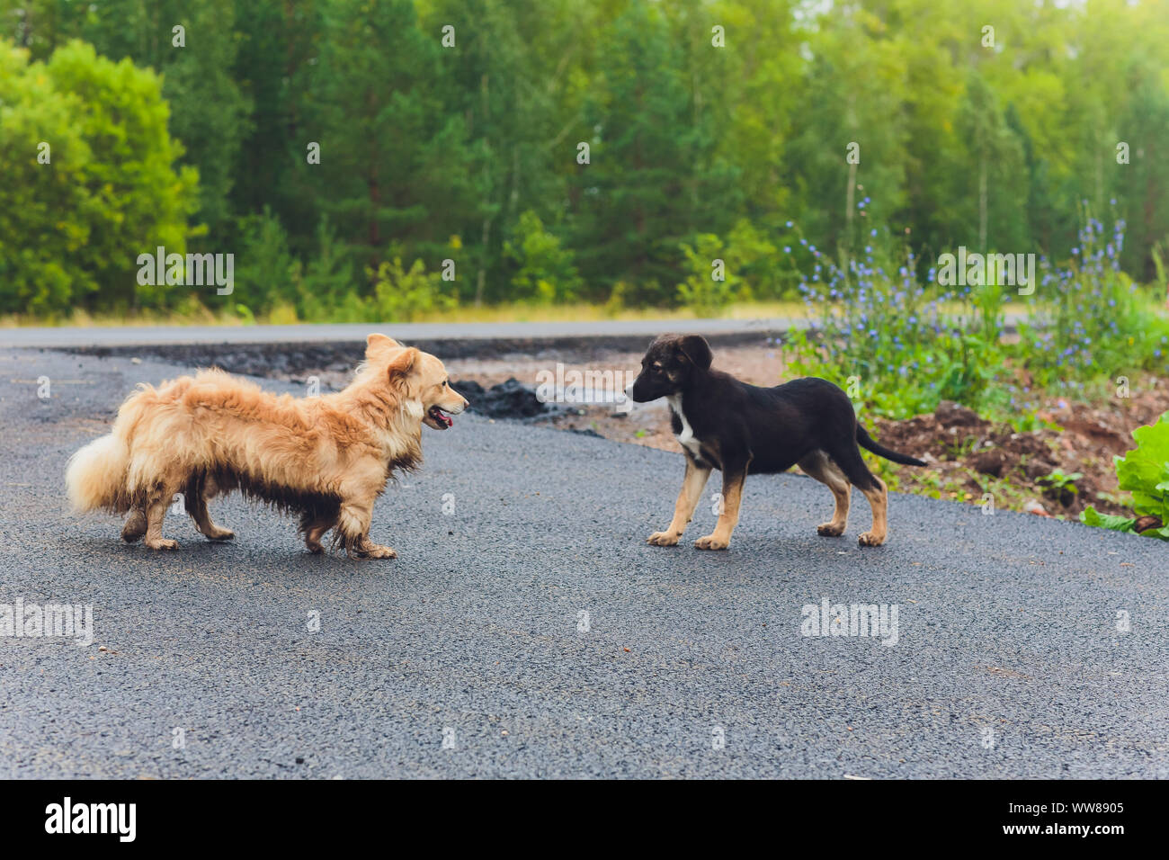 Two Mutts Funny mutts hi-res stock photography and images - Alamy