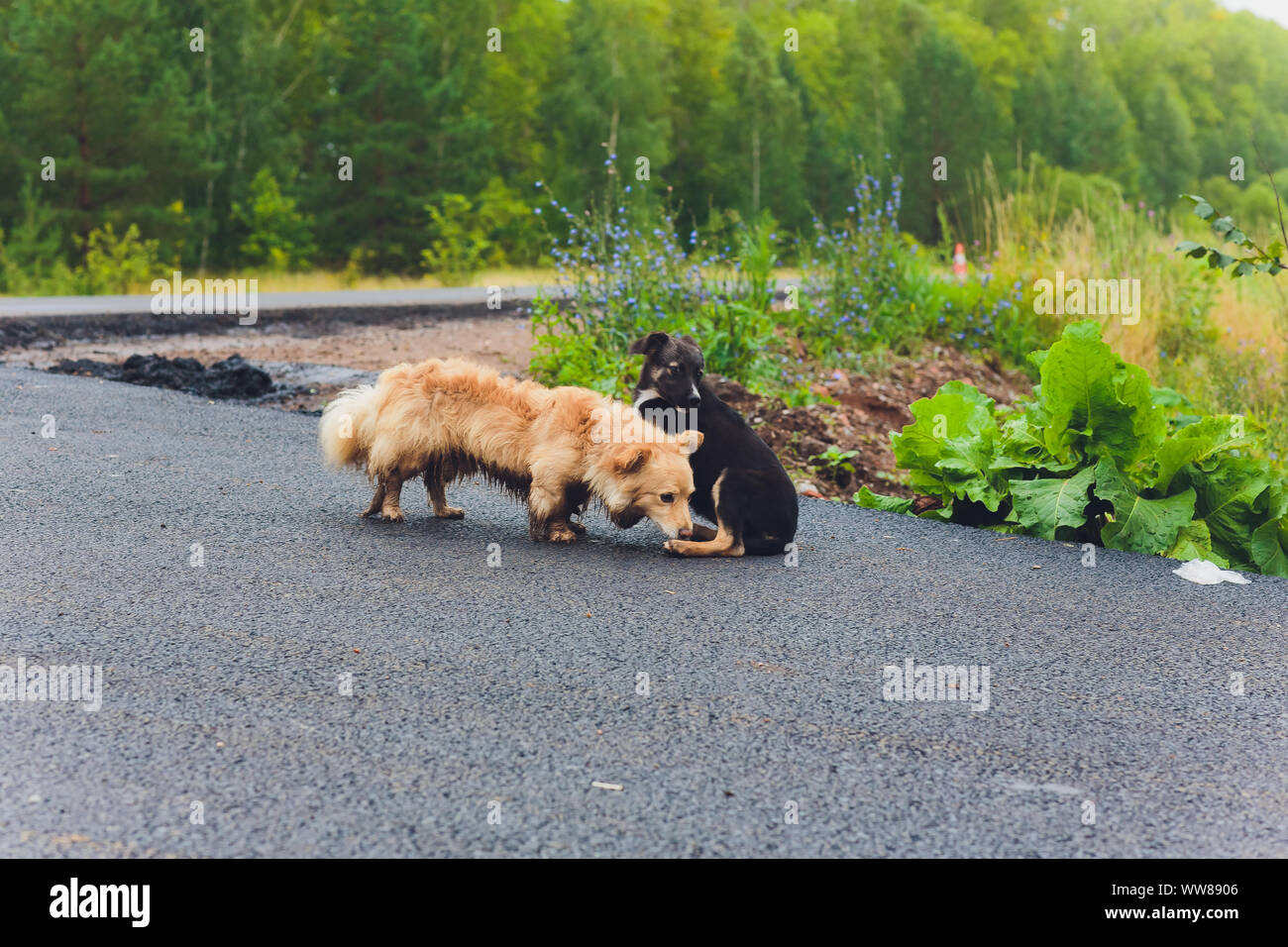 Two Mutts Funny mutts hi-res stock photography and images - Alamy