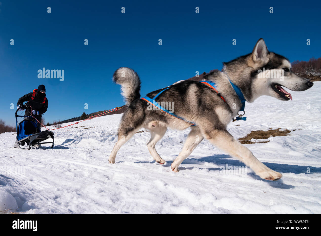 Sled dog scene in a winter day Stock Photo