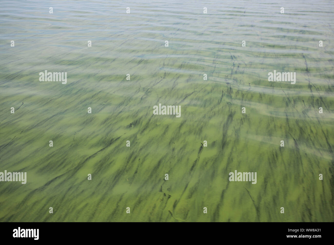 Blue green algae sea hi-res stock photography and images - Alamy