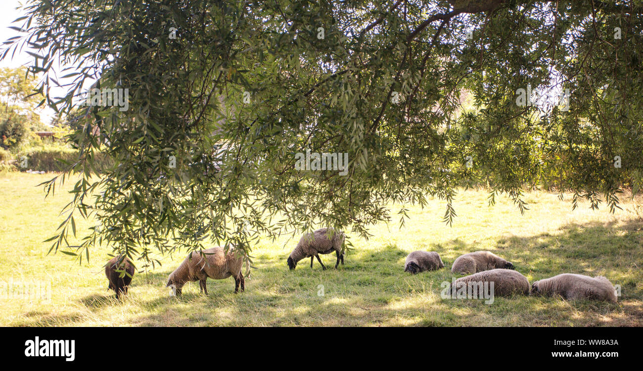 Sheep grazing in a meadow Stock Photo - Alamy