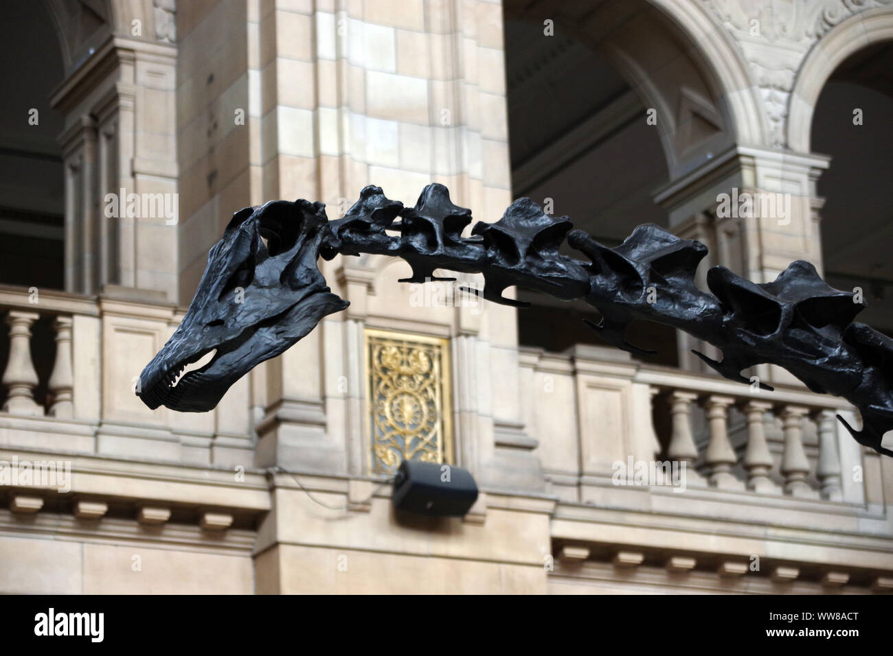 Dippy on display at the Kelvingrove Art Gallery and Museum. The Natural History Museum's iconic Diplodocus cast Stock Photo