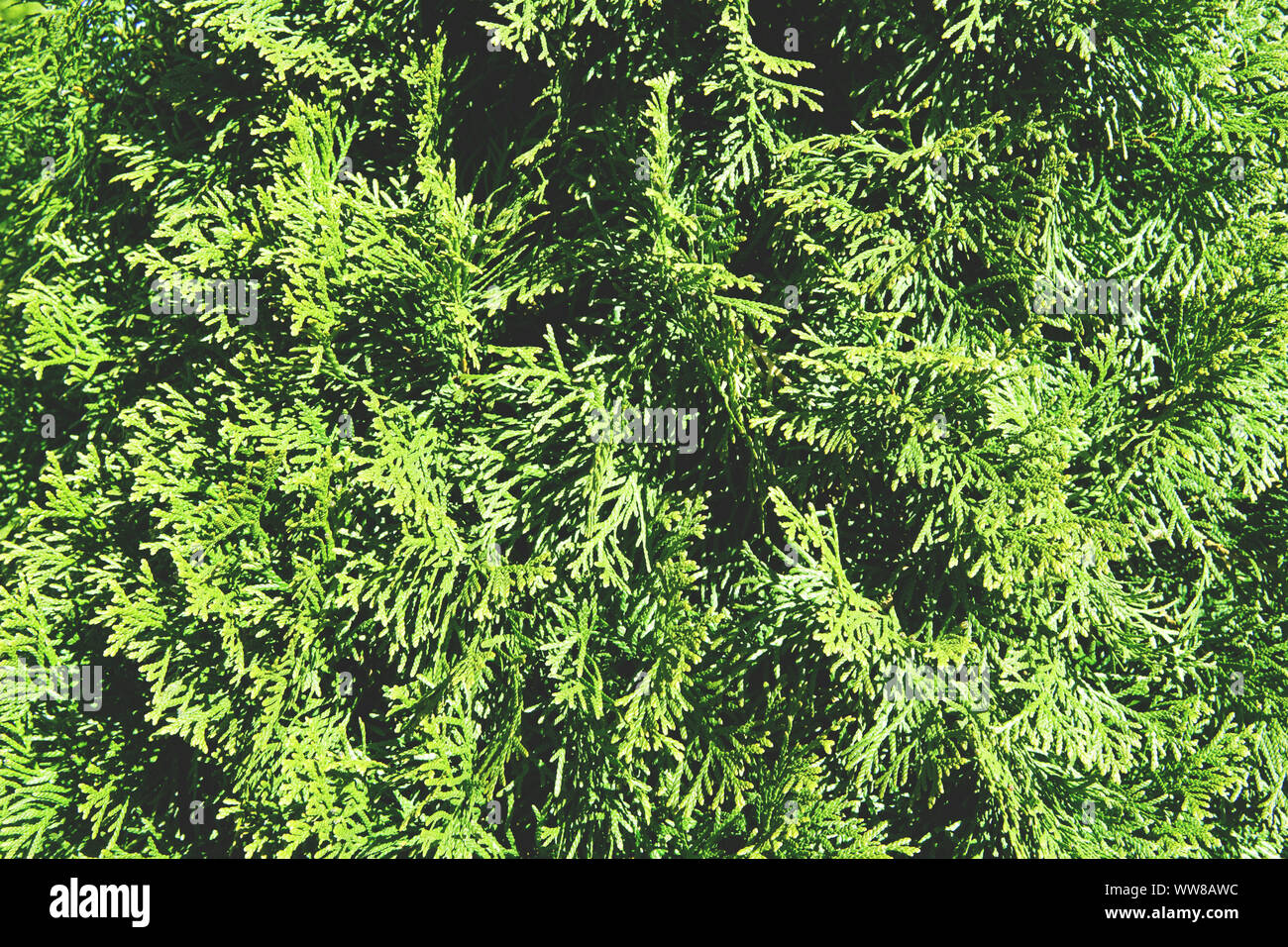 Green natural background. Hedge of thuja trees, close up. Stock Photo