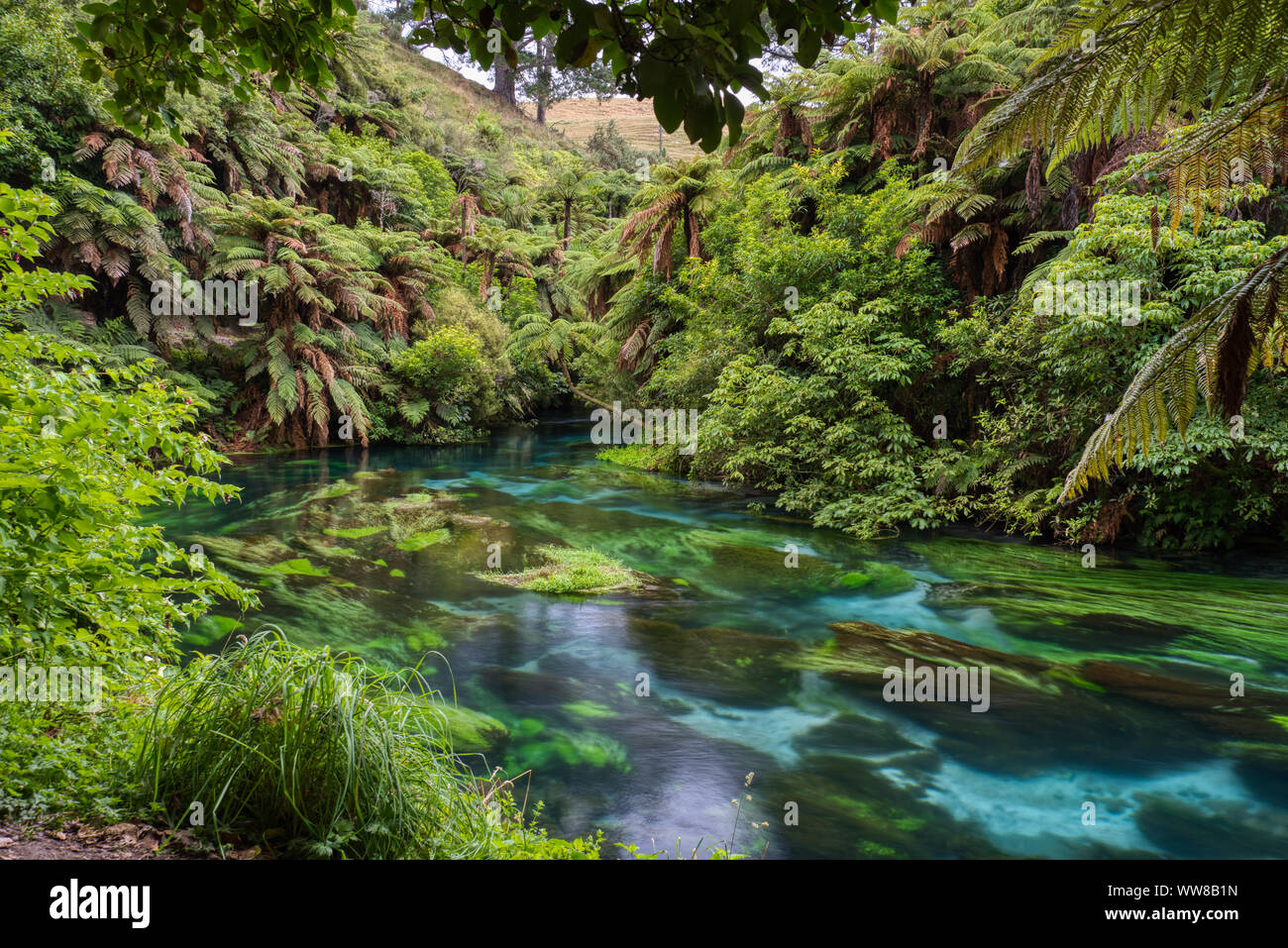 A Crystal Clear River In The Waikato Region Of New Zealand Stock Photo Alamy