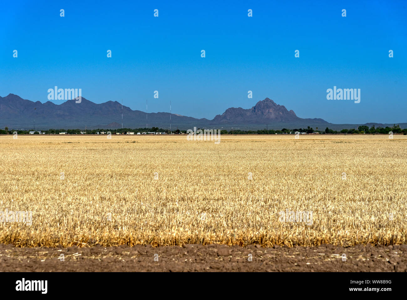 Wheat fields with blue cranes hires stock photography and images Alamy