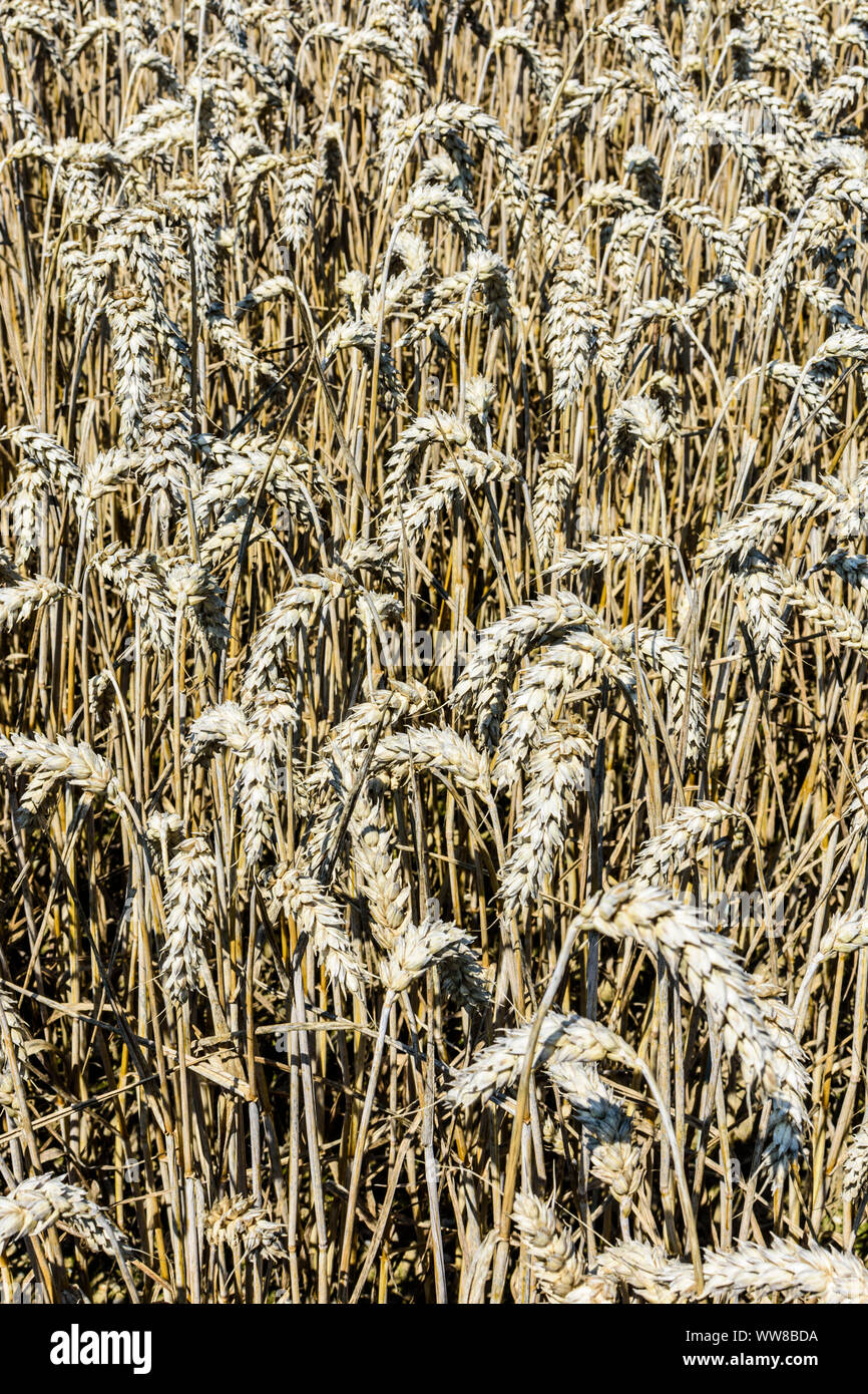 Wheat field in lower bavaria hi-res stock photography and images - Alamy