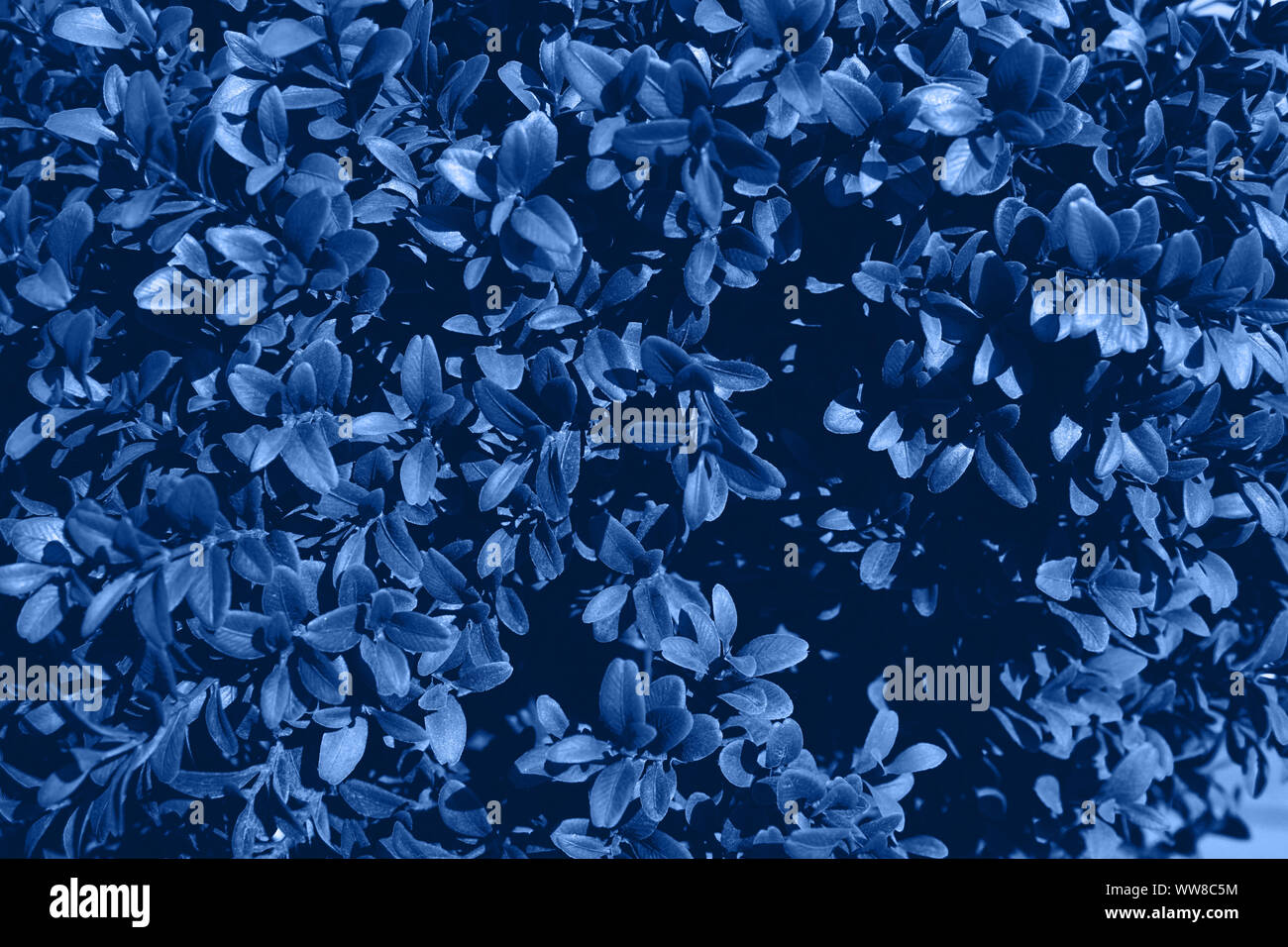 Natural background. Close up image of blue foliage. Color of Spring and ...