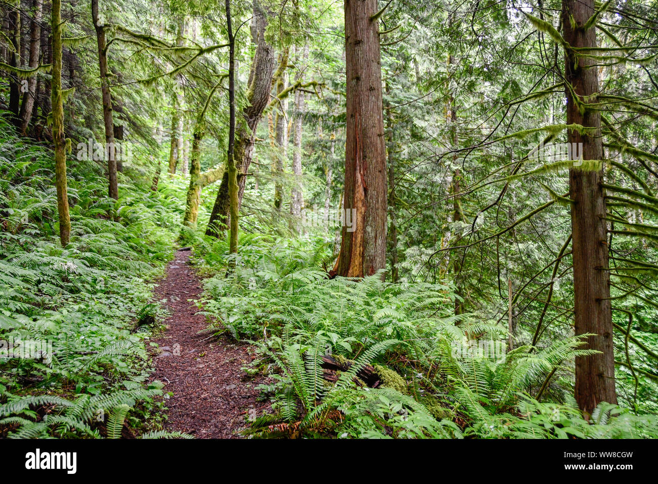 Hiking trail in lush forest at Tiger Mountain State Forest Stock Photo