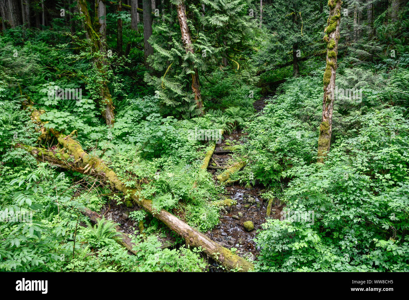 Small creek flowing through lush green forest Stock Photo