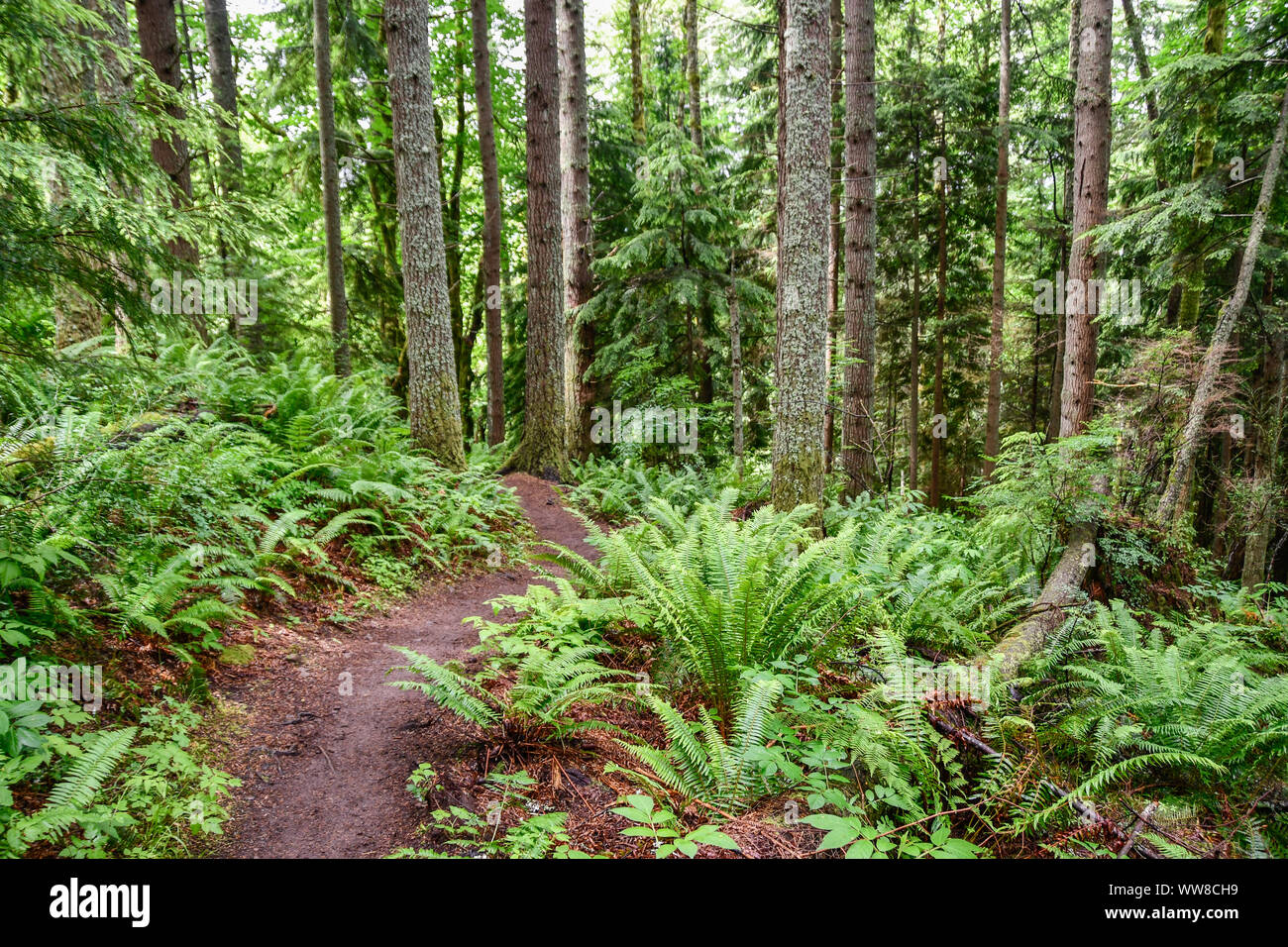 Hiking trail in lush forest at Tiger Mountain State Forest Stock Photo