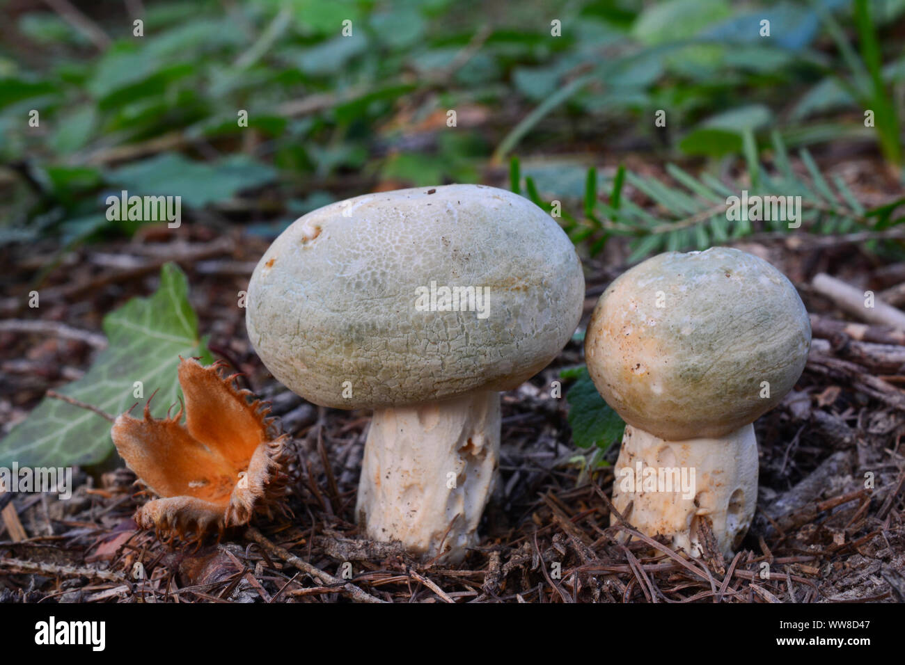 Two young specimen of delicious, edible Greencracked Brittlegill or Russula virescens wild mushrooms in natural habitat Stock Photo