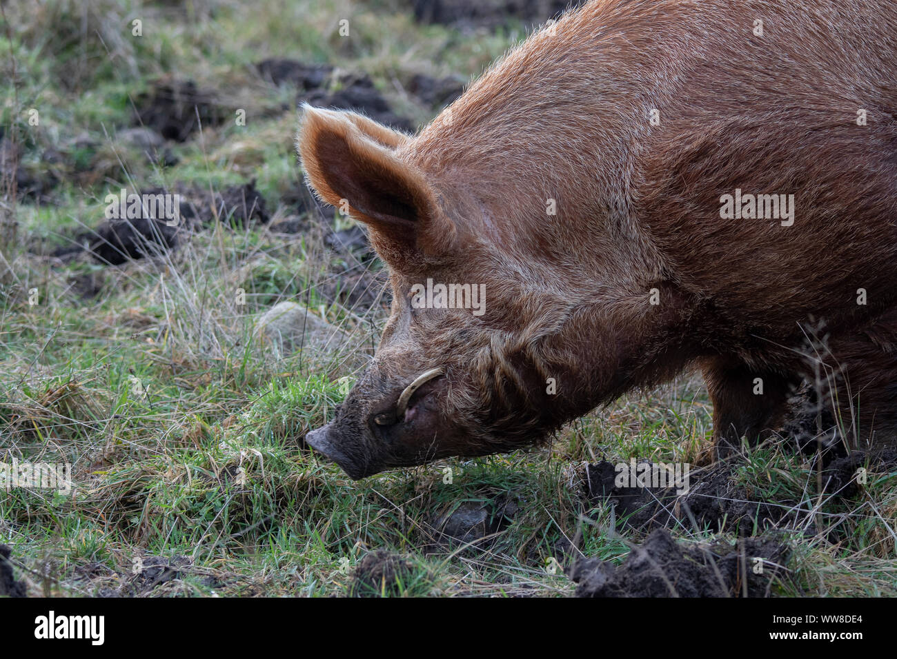 Tamworth pig (Sus scrofa domesticus) boar with tusks, Dumfries SW ...