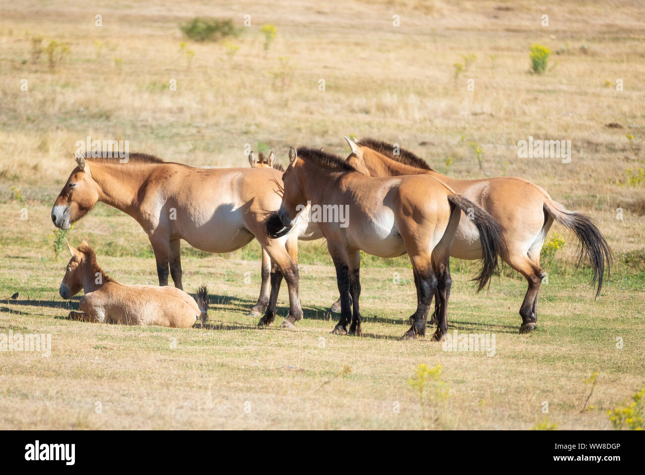 Equus ferus przewalskii, beautiful wild horses in natural habitat . Stock Photo