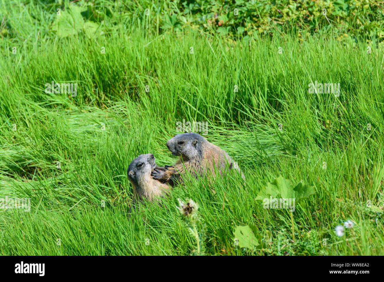 AllgÃ¤uer Alpen (AllgÃ¤u Alps), Alpenmurmeltier (Marmota marmota, groundhog, marmot) playing fighting, Schwaben, AllgÃ¤u, Swabia, Bavaria, Germany Stock Photo