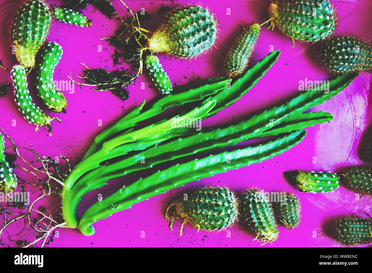Kids of cactuses in a pink pallet. Many bright green small cactuses ready for planting. Stock Photo