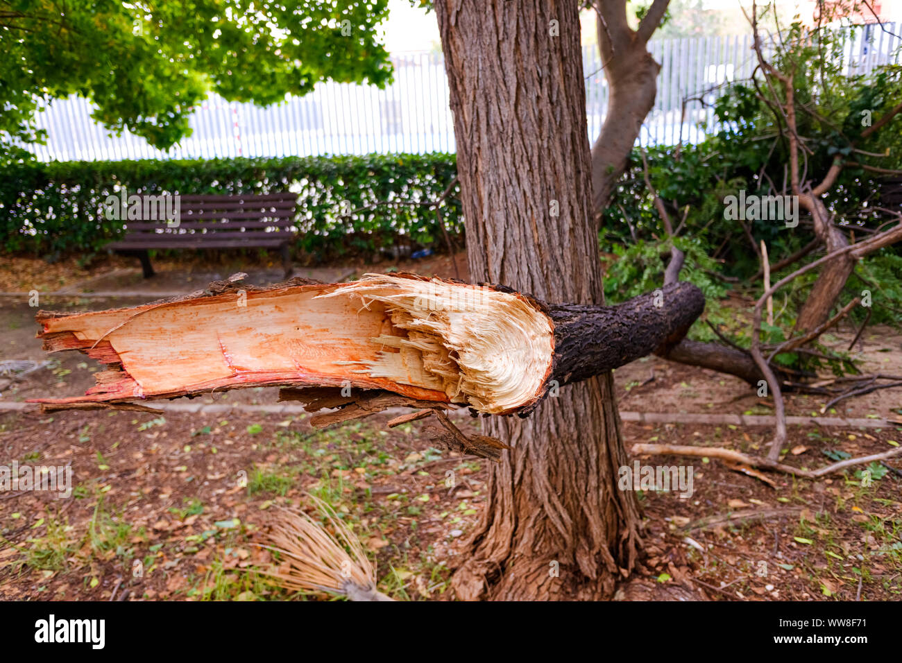 Tree branch cut and fallen to the ground by the gale in a storm in a